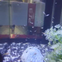 ماهی گوپی|ماهی|کرمانشاه, |دیوار