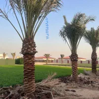 کارگر تنظیف تکریب کاشت کود نخل خرما فروش برحی|گل و گیاه طبیعی|کارون, |دیوار