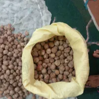 گردو ،، محصولات ارگانیک ،، دهبکری|خوردنی و آشامیدنی|بم, |دیوار