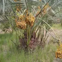 پاجوش نخل