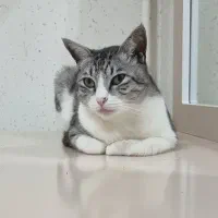 گربه گمشده مژدگانی ۲۰ میلیون