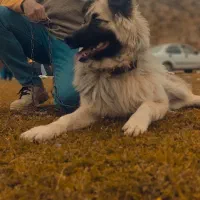 سگ  ژرمن هاسکی