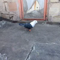 کبوترعتیقه نر|پرنده|مشهد, عامل|دیوار