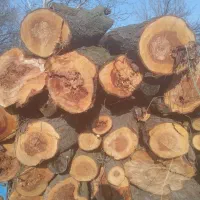 خرید انواع چوب نقدا در محل
