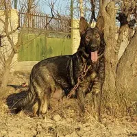 ژرمن ورک سیبل ماده