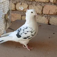 کفتر.تهرونی.زینتی.فاشهای|پرنده|خمینیشهر, |دیوار