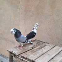 کبوتر پرشی