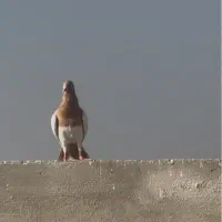 کفتر سرخ یهودی شهرستانی|پرنده|ری, دولت‌آباد|دیوار