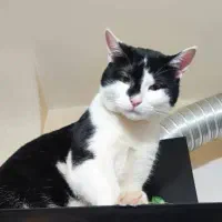 گم شده در منطقه سیبرنج