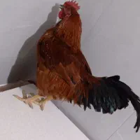 خروس کوردی