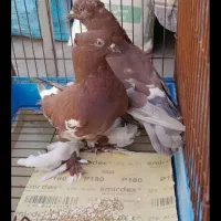 کفتر کبوتر کاکلی پاپر|پرنده|قم, هفت تیر|دیوار
