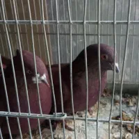 سهره عروس کفتر فنج نرگسی|پرنده|قم, بکایی|دیوار