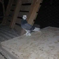 کفتر شازده سبز کاکلی پاپر مهر