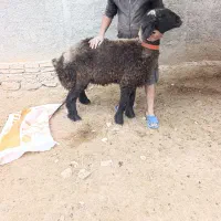 بره قوچ بختیاری