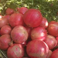 آب انار اشکفتو