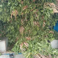 کاردو.مندوک.کنگر.ریواس