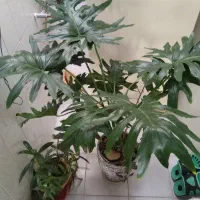 فروش گل طبیعی با گلدان