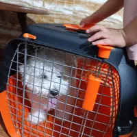 واگذاری توله ۴ ماهه شیتزو .آروم و بی دردسر|سگ|شیراز, ماه فیروزان|دیوار