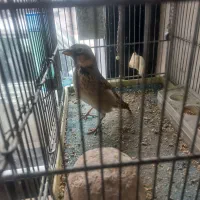 سهره خاکی نر|پرنده|اردبیل, |دیوار