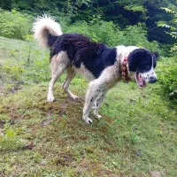 یه جفت قدر جونی با توله|سگ|تهران, هلال احمر|دیوار