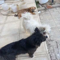 سه قلاده سگ پا کوتاه