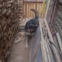 سگ خوب باهوش سگ شناس باشی میشناسی سگو|سگ|زابل, |دیوار