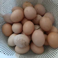 تخم مرغ نطفه دار