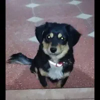 سگخوب|سگ|نرماشیر, |دیوار