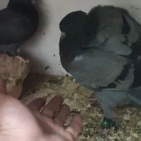 دوتا جوجه سبز از لانه بلند شدن