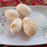 تخم غاز محلی آفریقایی