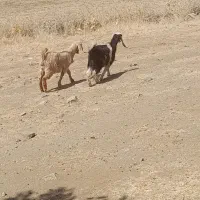 فروش دو عدد بزغاله نرو ماده
