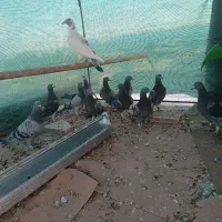 جوجه کفتر مسافتی