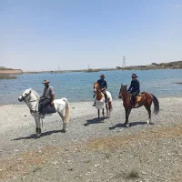 سوارکاری