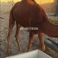گاو