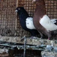 مجسمه سینه ای قیمت ۴۰۰|مجسمه، تندیس، ماکت|زاهدان, |دیوار