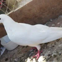 پروازی سفید|پرنده|رودسر, |دیوار