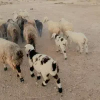 ۲۵ راس میش|حیوانات مزرعه|کازرون, |دیوار