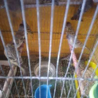 گلبسرفنج قناری سهره زردگلبسر