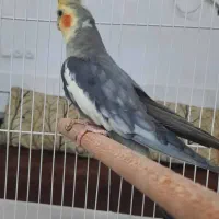 عروس هلندی سخنگو . مولد