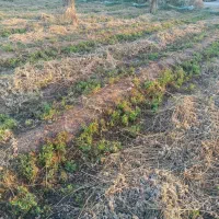 بیده فروشی|خدمات باغبانی و درختکاری|جیرفت, |دیوار