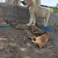 توله خراسانی 6ماه|سگ|رفسنجان, |دیوار