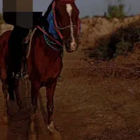 کمربندی لویمی