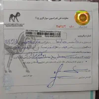 اسب عرب خالص ایرانی خوزستان|اسب و تجهیزات اسب‌سواری|تهران, آهنگ|دیوار