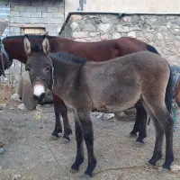 کوری قاطر ۸ماه