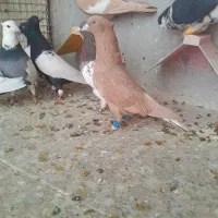 بوم نر|پرنده|شوشتر, |دیوار