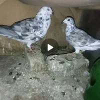 جفت کبوتر بزک سینه سفید|پرنده|شیراز, شیخ علی چوپان|دیوار