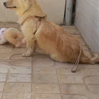 فوش فوری