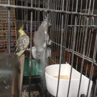 چهارتا عروس دستی و مولد|پرنده|تهران, شهرک شریعتی|دیوار