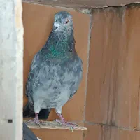 یه جایی و تکی(همیشه سال سروروزردی موجوده)