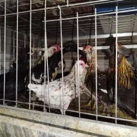 مرغ گلین جوان|حیوانات مزرعه|اصفهان, نصرآباد|دیوار